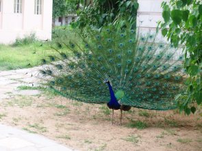 Peacock unfurled