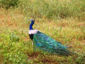 Peacock furled